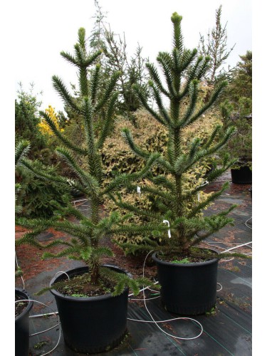 Pino del Cile "Araucaria...
