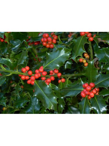 Ilex myrtifolia "Nellie R....