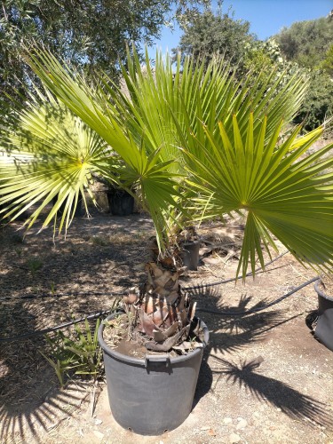 Palma Washingtonia Palma...