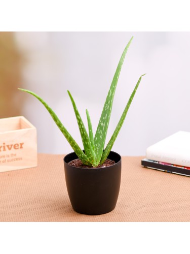 Aloe vera 3 piante in vaso...