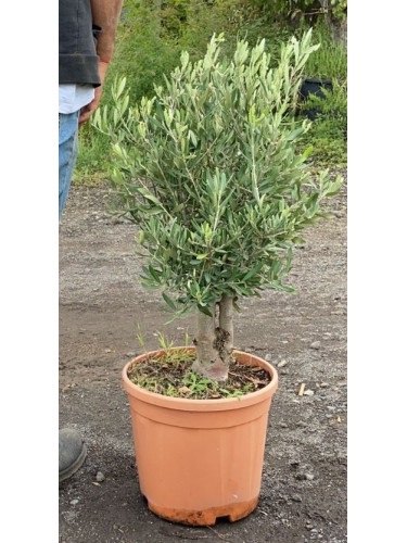 Ulivo Olivo "Olea europea"...