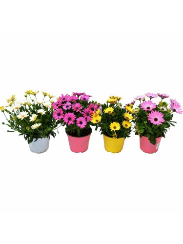 Pianta di Fiori Gerbera in...