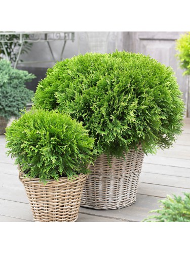 Thuja occidentalis "Danica"...