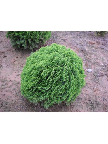 Thuja occidentalis "Danica"...