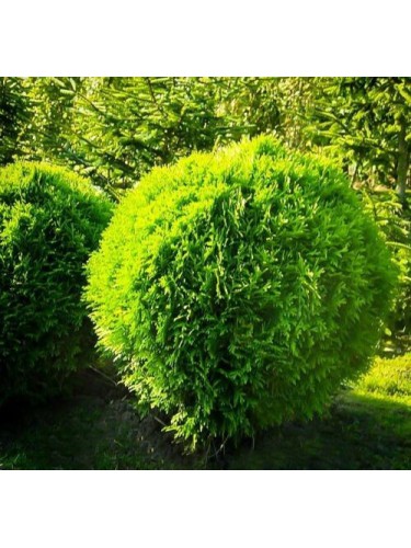 Thuja occidentalis "Danica"...