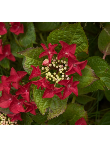 Ortensia "Hydrangea" 3...