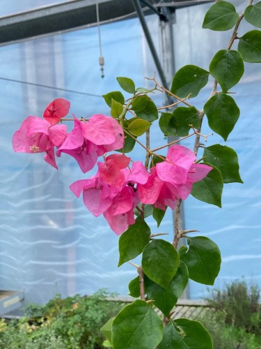 Buganville "Bougainvillea"...