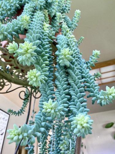 Sedum burrito pianta grassa...