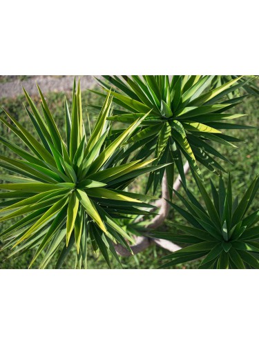Yucca aloifolia bellissima...