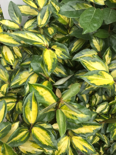Eleagno variegato "Eleagnus...