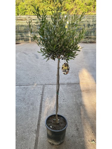 Ulivo Olivo "Olea europea"...