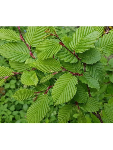 Carpino bianco "Carpinus...