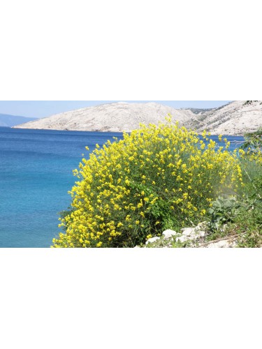 Ginestra odorosa "Spartium...