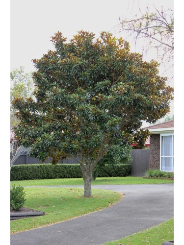 Magnolia grandiflora...