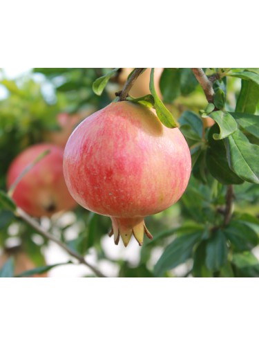 Melograno da frutto "Punica...