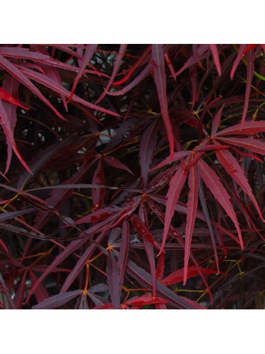 Acero rosso giapponese...
