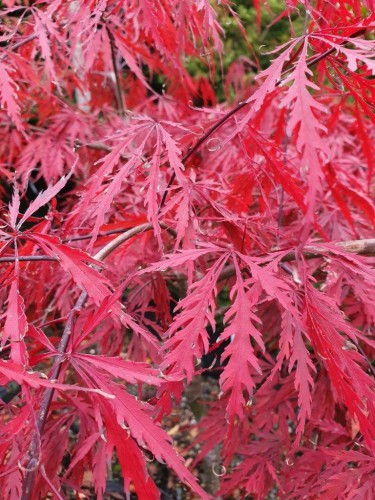 Acero rosso giapponese...