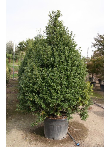 Agrifoglio "Ilex...