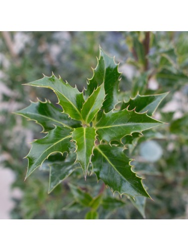 Agrifoglio "Ilex...