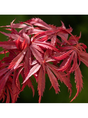 Acero rosso giapponese...