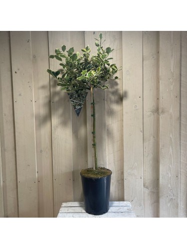 Agrifoglio variegato "Ilex...