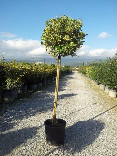 Agrifoglio variegato "Ilex...
