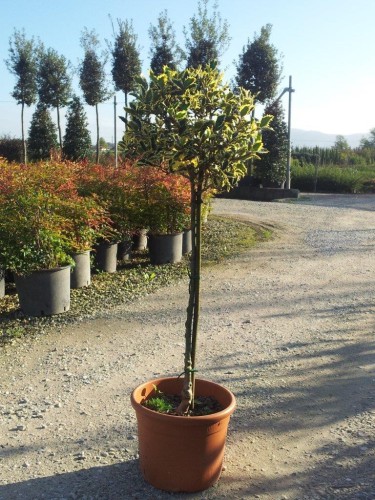 Agrifoglio variegato "Ilex...