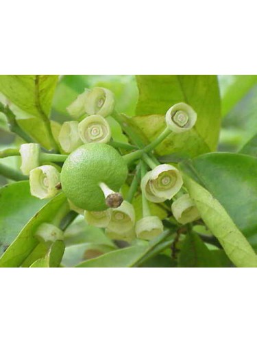 Pomelo Pummelo "Citrus...