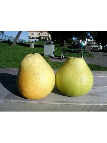 Pomelo Pummelo "Citrus...
