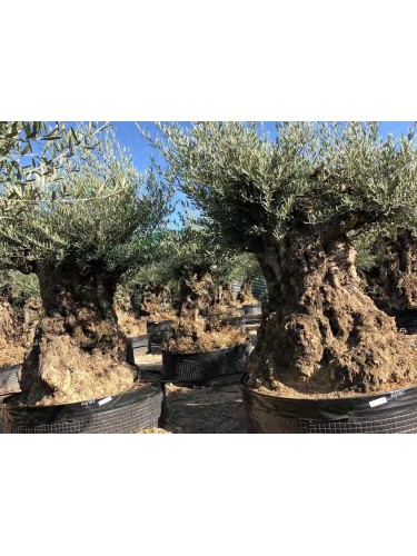 Ulivo olivo "Olea europea"...
