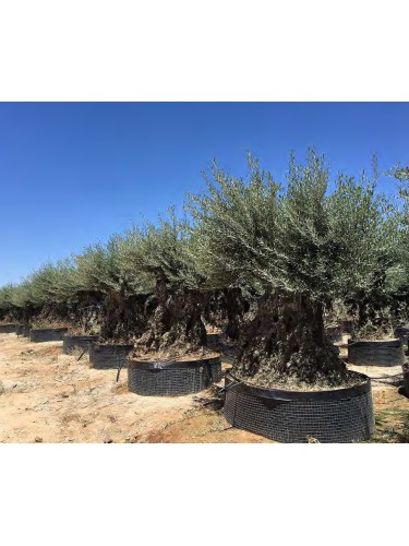 Ulivo olivo "Olea europea"...