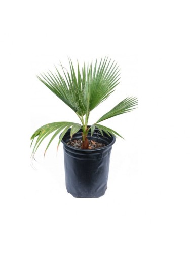 Palma "Washingtonia...