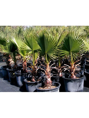 Palma "Washingtonia...