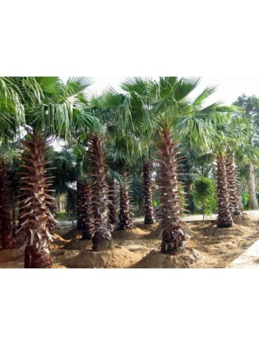 Palma "Washingtonia...