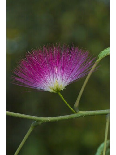 Albizia julibrissin mimosa...