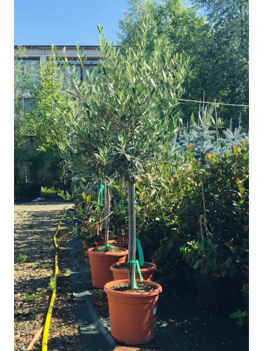 Ulivo Olivo Olea Europea in...