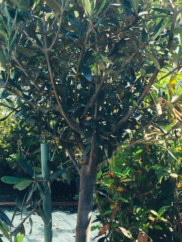 Ulivo Olivo Olea Europea in...