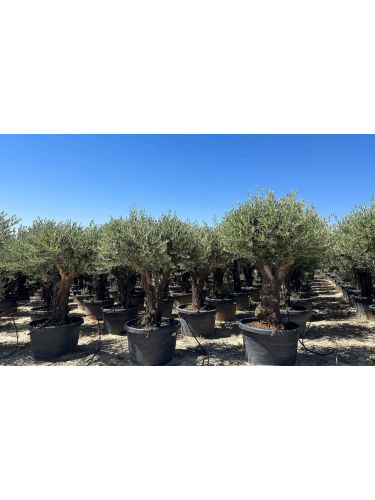 Ulivo olivo "Olea europea"...