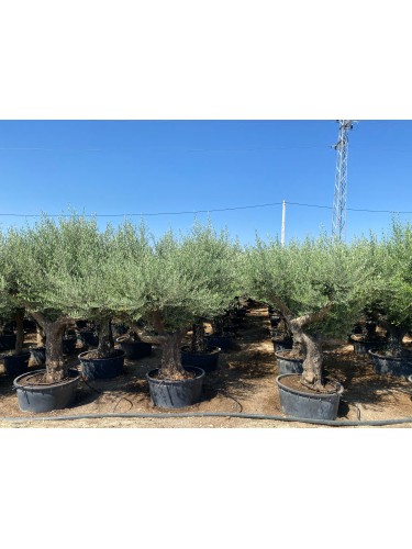 Ulivo olivo "Olea europea"...