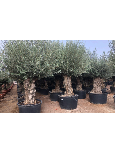 Ulivo olivo "Olea europea"...