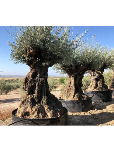 Ulivo olivo "Olea europea"...