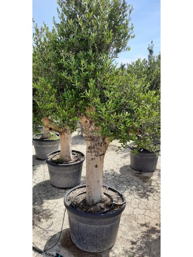 Ulivo olivo "Olea europea"...