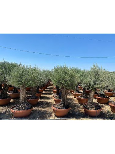 Ulivo olivo "Olea europea"...