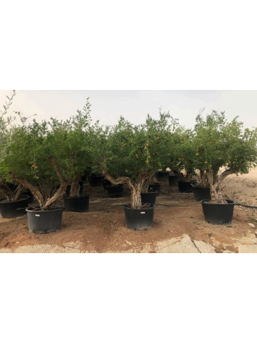 Melograno "Punica Granatum"...