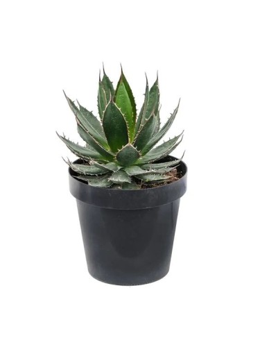 Agave "Agave Horrida"...