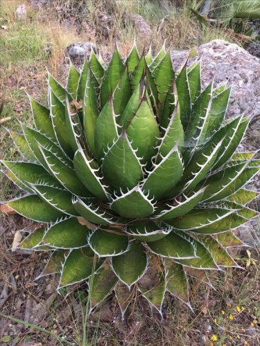Agave "Agave Horrida"...
