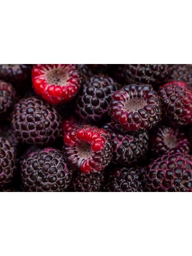Lampone nero "Rubus...