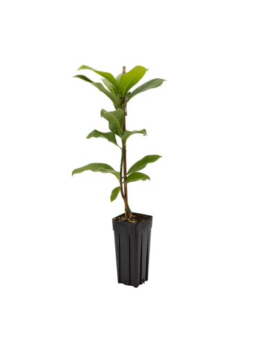 Magnolia grandiflora pianta...