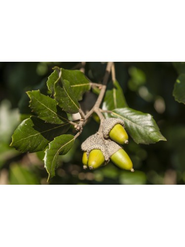 Leccio Elce "Quercus ilex"...