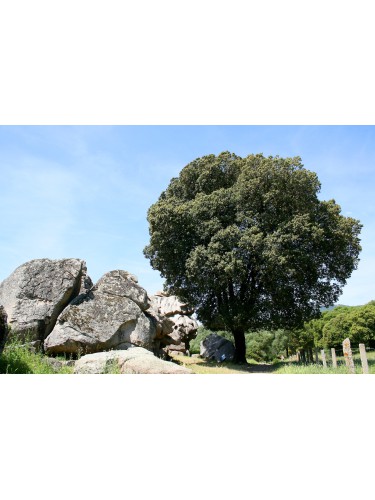 Leccio Elce "Quercus ilex"...